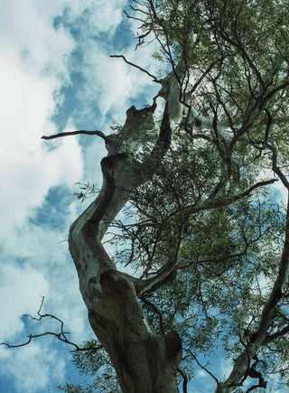 BIG SUR EUCALYPTUS - D.S. & DURGA