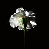 PAS CE SOIR - BDK PARFUMS