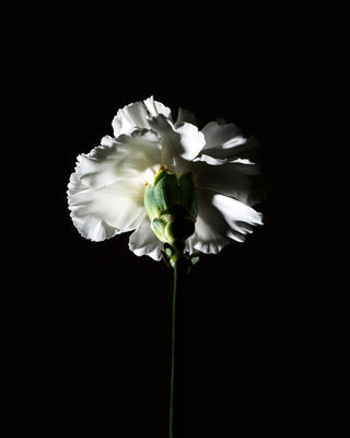 PAS CE SOIR - BDK PARFUMS