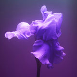 GRIS CHARNEL - BDK PARFUMS