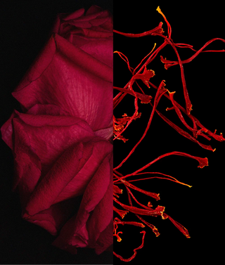 NOTORIOUS OUD - D.S. & DURGA