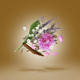 ALEXANDRIA II - XERJOFF