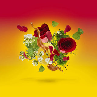 LEVAR DEL SOLE - CASAMORATI